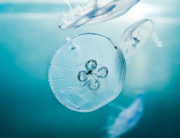 Contact Willian Justen De Vasconcellos ASKGjAeIY U Unsplash 1